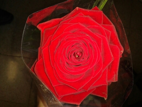 Ccapdevi15's profile picture. 