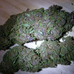 MARIJUANNA IS LIFE ♥
follow the co- owners @DonovanAmos & @AlanaKathereen .