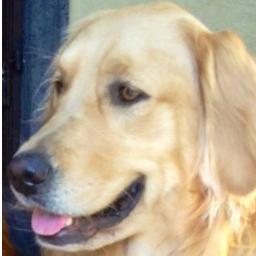 Solidaria con mi mamá @MariaCeleste en defensa de los animales y del Medio Ambiente...Lista para la revolucion canina.     !Mascotas unidas NO seremos vencidas!