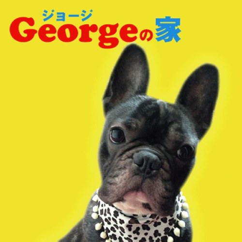 小型犬服専門店 Georgeの家 Dogwear George Twitter 小型犬服専門店 Georgeの家 Dogwear George Twitter