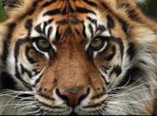 summaskool13's profile picture. Summer Enrichment