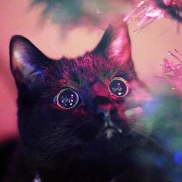 BarakPapa's profile picture. 