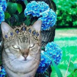 Live w my kitties & g-babies. Engaged to my Scottish  Mancat @lovepookiecat   #WLF #PinkAngels #CatsChorus & #TheAviators.. SHOUTOUTPURSON for #TributeRides..