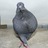 funkypigeon