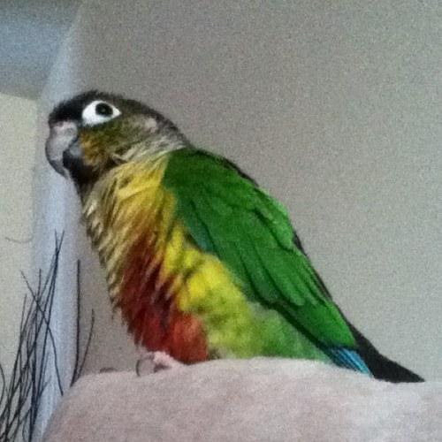 I am a cuty green cheeks conure !!! :) Follow me !!!