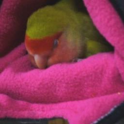 コザクラインのハッピーちゃんとそらちゃんのこと。食べ歩き、お取り寄せ、舞台鑑賞、旅行etc．つぶやきます。好きなものがいっぱい。