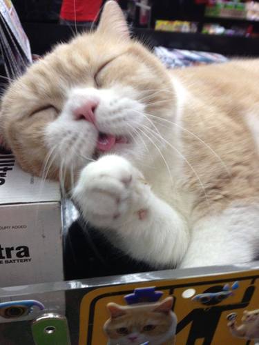 yiuyiuJoy12's profile picture. Lazy couch potato