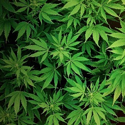 You have some money :x I have weed bitch