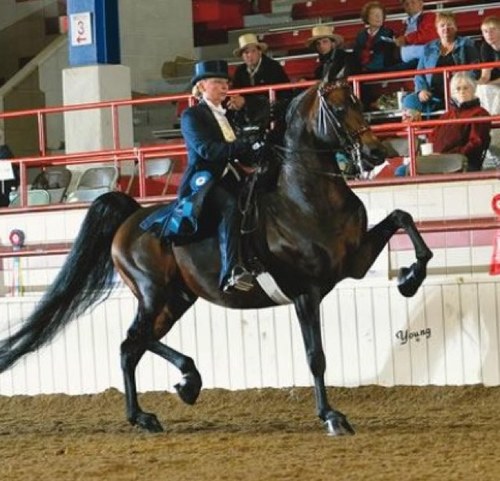 Just another girl that rides morgans! ✌
