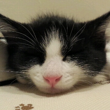 猫とモトクロスが好きです…。だったのがほぼ完全に群馬クレインサンダーズ垢になってしまいまいました。ZX-6R, D-Tracker X, KX250, KX 85-Ⅱ, KSR110
フォローアカウントの検索しやすさ優先でフォローバックは基本しません。相互フォロー好きの方はご勘弁を。
