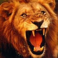 SHHS Lions (@shhslions) 's Twitter Profile