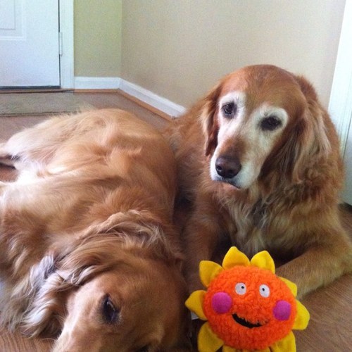 carolinagurl64's profile picture. 