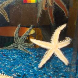 EstrellaLC1's profile picture. 