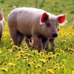 hog roast catering in the local area