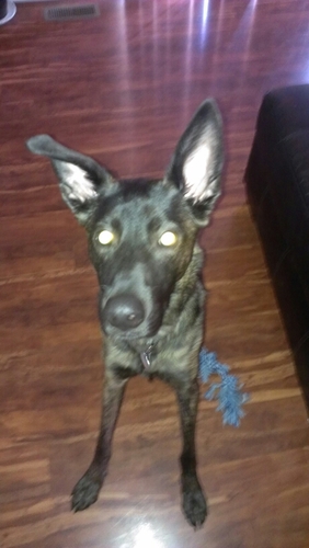 jarbo69's profile picture. Your average chill ass dog. #FBGM