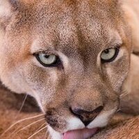 Cat Chi (@batsflywest) 's Twitter Profile