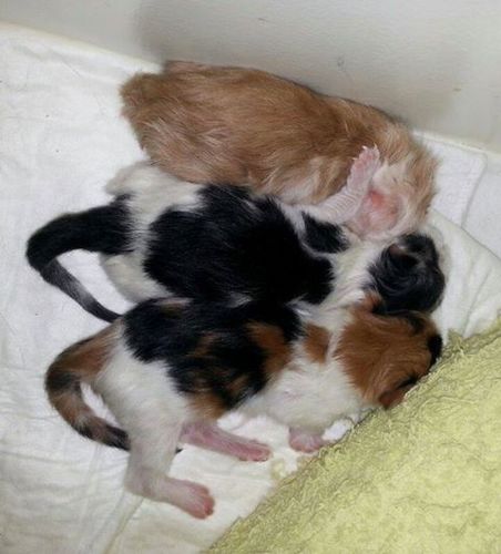 Welkom op het twitter account van Maine Coon Cattery De Shao-Lin Tempel