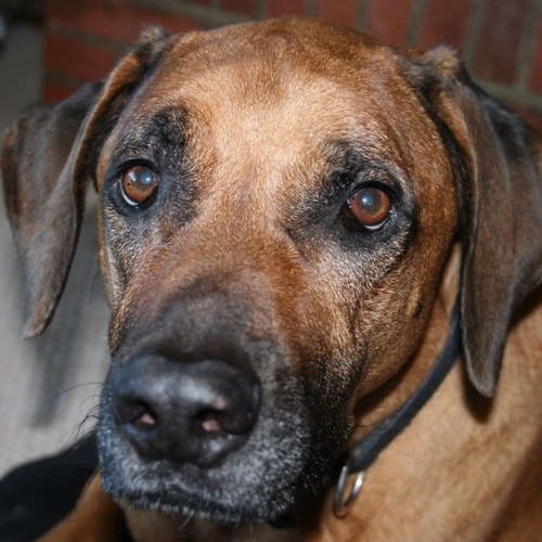 BerrySmooth's profile picture. 