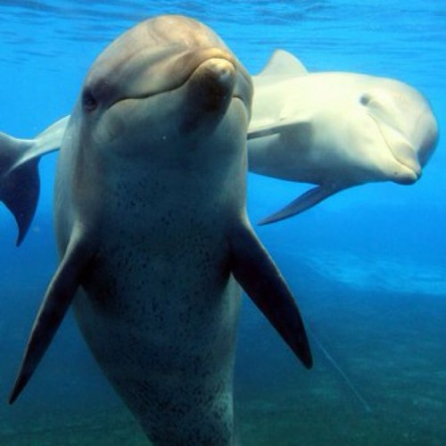 Follow me si tu kiff les Dauphin!❤
#TeamDauphin en force!❤