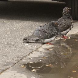 qd130903's profile picture. All new twitter without all the fritter.