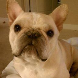 I have the cutest French Bulldog ever and he likes to help people and other animals in need!
