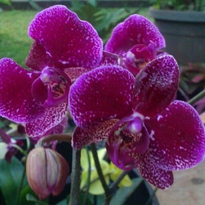 Toko Tanaman Hias Ibunga Nursery Twitter Toko Tanaman Hias Ibunga Nursery Twitter