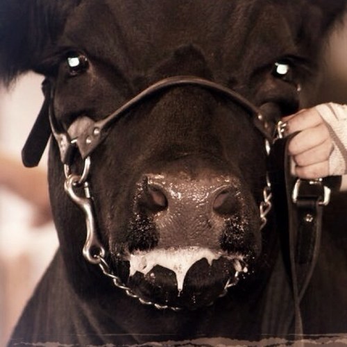 A small town girl who just loves showing! • #teamsingle • farmers daughter :)