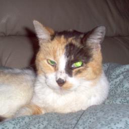 Old retired carpenter, lives with a bunch of rescue cats, and an old woman we call Cruella. Certified hillbillies. 😊