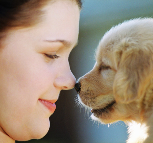 A Complete Blog About Your Pet