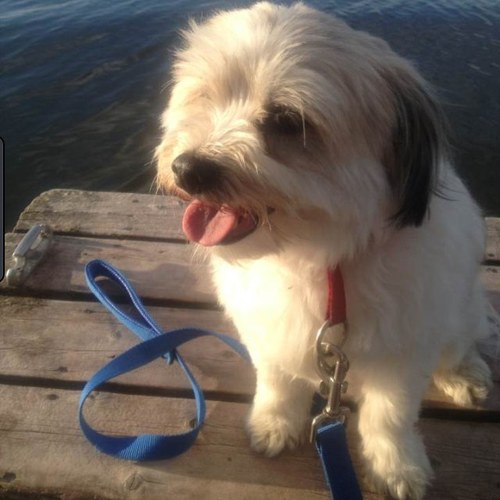 Joypeteza's profile picture. I love One Direction, maroon 5, food, sports and playing my guitar :D