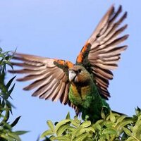 Wild Bird Revolution (@wildbirdrev) 's Twitter Profile Photo Wild Bird Revolution (@wildbirdrev) 's Twitter Profile Photo