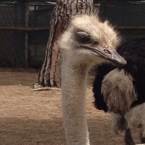 laurascogna's profile picture. 