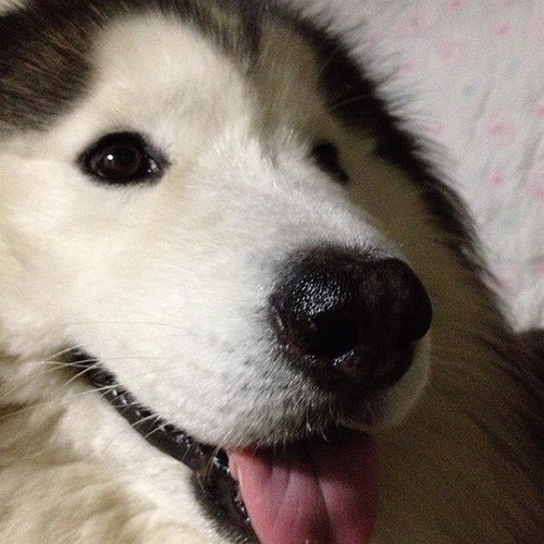 ハスキー犬チョビ Twitter ハスキー犬チョビ Twitter