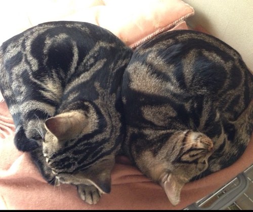 mameitagin's profile picture. アメリカンショートヘアの福助&こつぶ &etcをつぶやこっかな〜