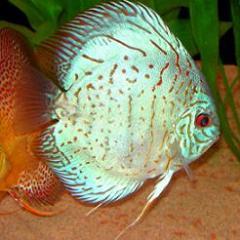 PLYMOUTH DISCUS PRODUCTS.
Quality discus, at the lowest prices. Nationwide delivery avilable. We also have discus support goods, many you can’t find elsewhere.