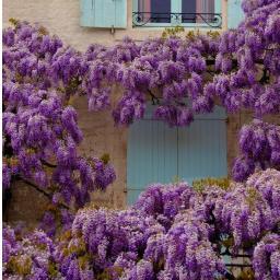 Cyclist - slow; Wine Drinker - Predominantly French; Photographer - Flowers