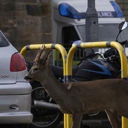 A more collaborative, coordinated approach to the management of wild deer on Scotland’s low ground and on the urban fringe