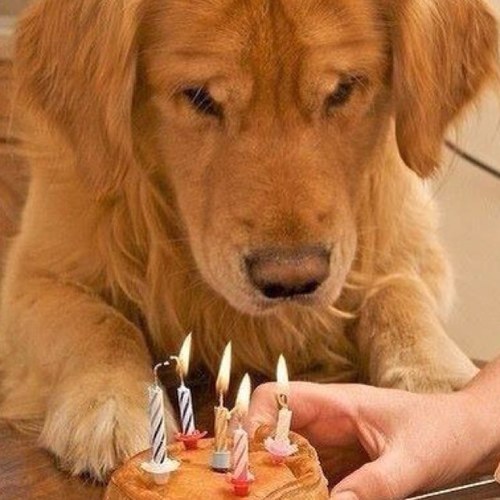 For dogs lovers :)
