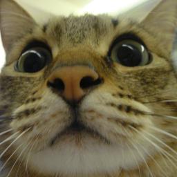 abc750701's profile picture. いしんです！