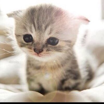 超カワイイ 癒される ネコちゃん Kawaiitoshare Twitter 超カワイイ 癒される ネコちゃん Kawaiitoshare Twitter