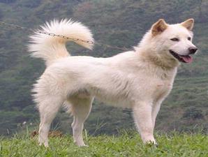 love dog more than peole