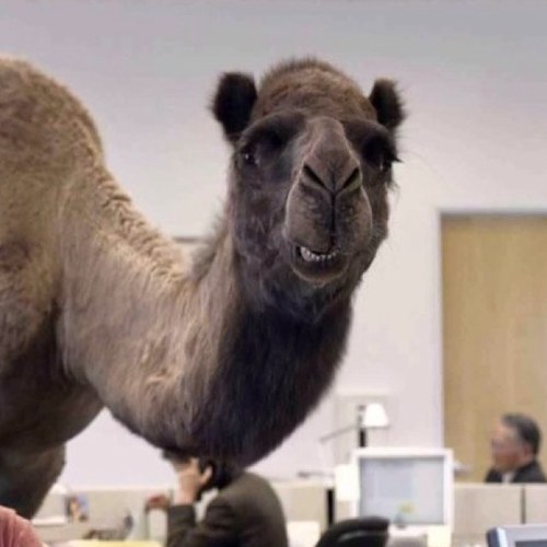 ITS HUMP DAY!