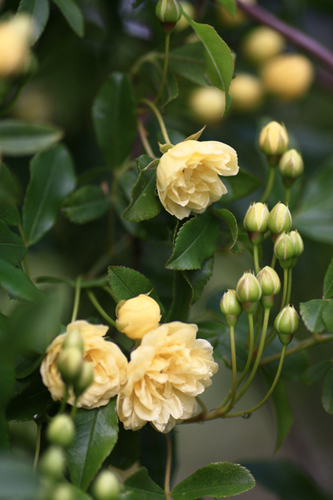 HappyKanau's profile picture. スキマ時間で副収入の入る仕組みを伝授しているアロママセラピストです。主婦でも経済的自立を実現できるもの見～つけた♪