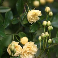 主婦のスキマ副業コツコツ貯めよう (@happykanau) 's Twitter Profile Photo