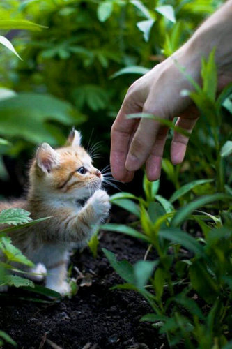 Sable12345's profile picture. Permaculture, food gardening is a hobby that is becoming a passion. Love nature.