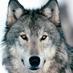 TeamWolfPack (@_teamwolfpack_) Twitter profile photo