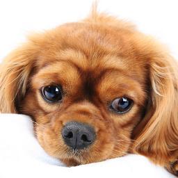 jamesmarc39's profile picture. CHECK THIS OUT OUR (PET AGENCY PAGE)