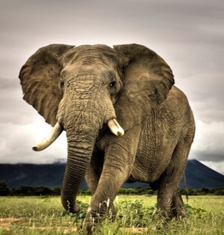 LiJiexiong's profile picture. 