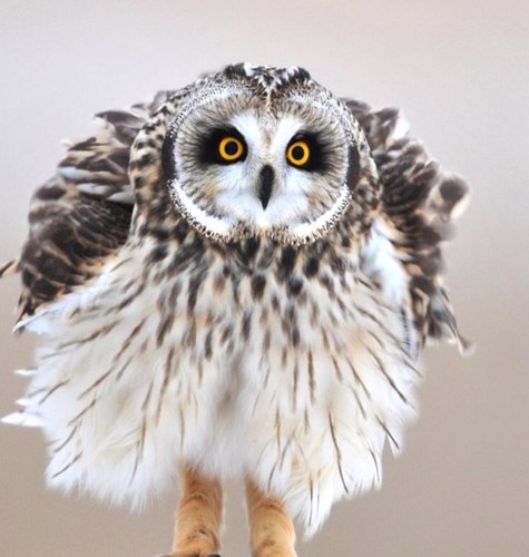 Dont Follow Me If you Hate owls or else....