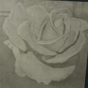 Melanie Costello - @birdiebird11 - Twitter